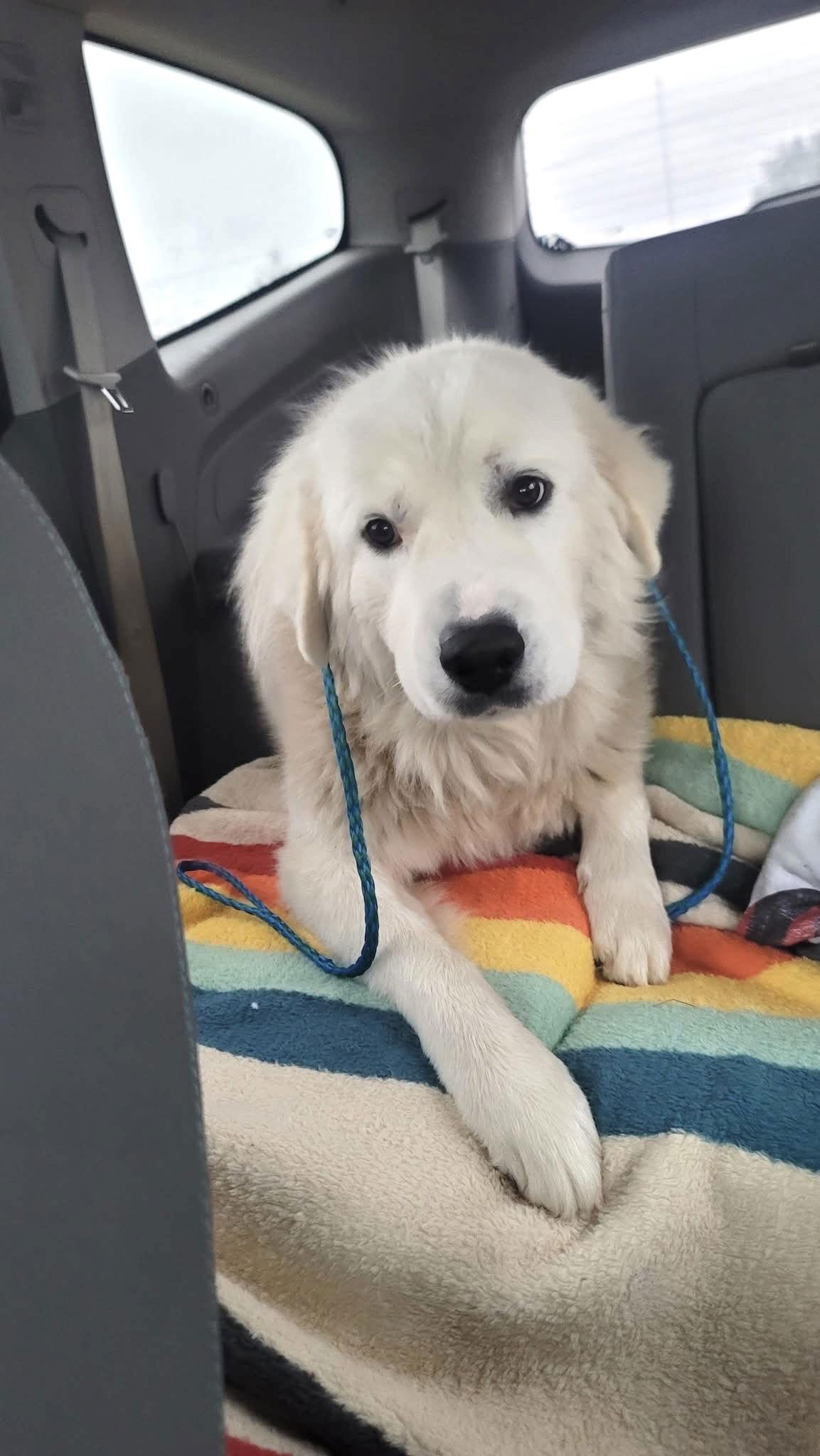 Enlarge Ivan, a Adoptable Great Pyrenees in Grapevine, TX image 4/6