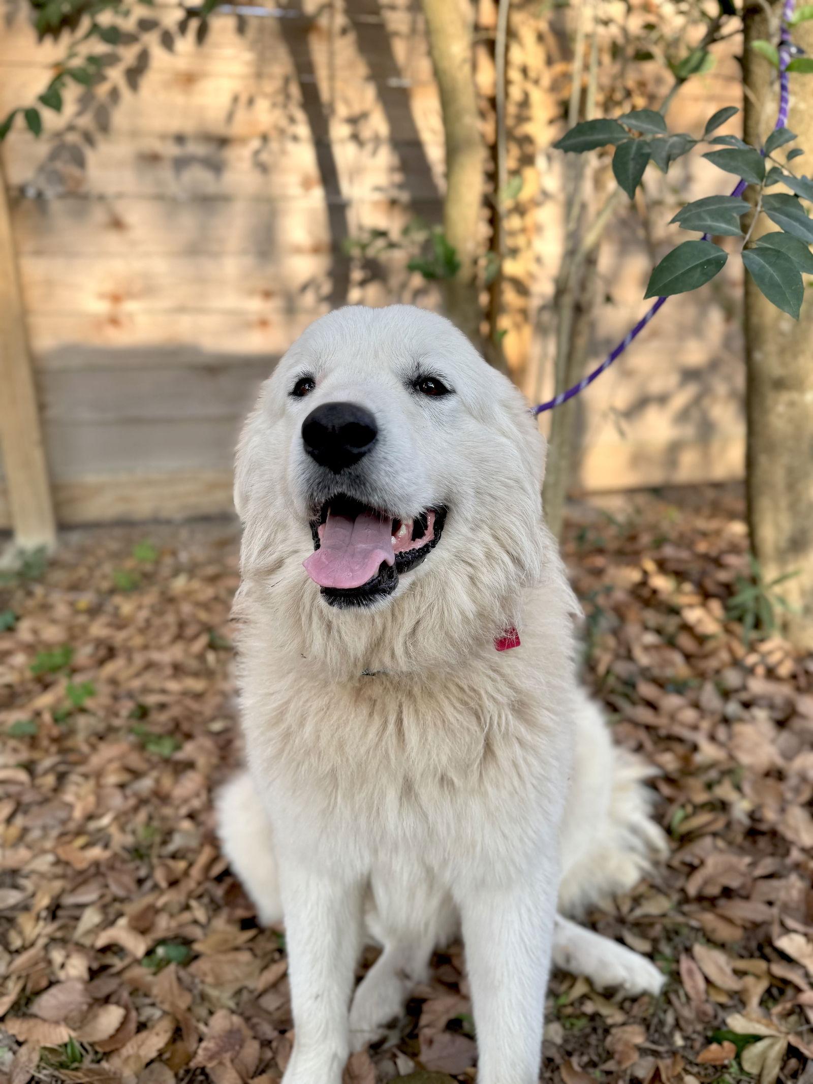 Ivan, a Adoptable Great Pyrenees in Grapevine, TX image 2/6
