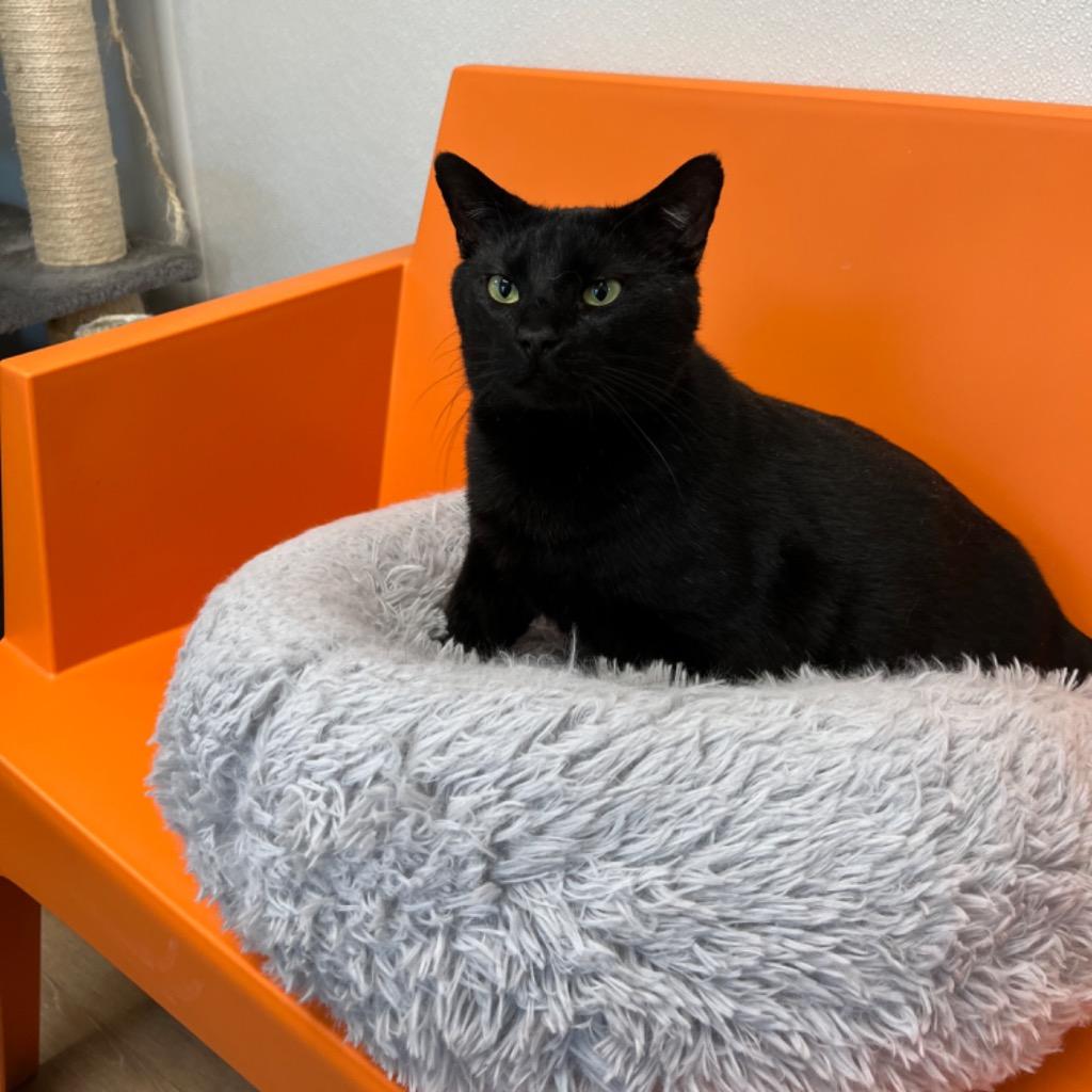 Enlarge Meowmington, a Adoptable mixed breed in Corpus Christi, TX image 2/4