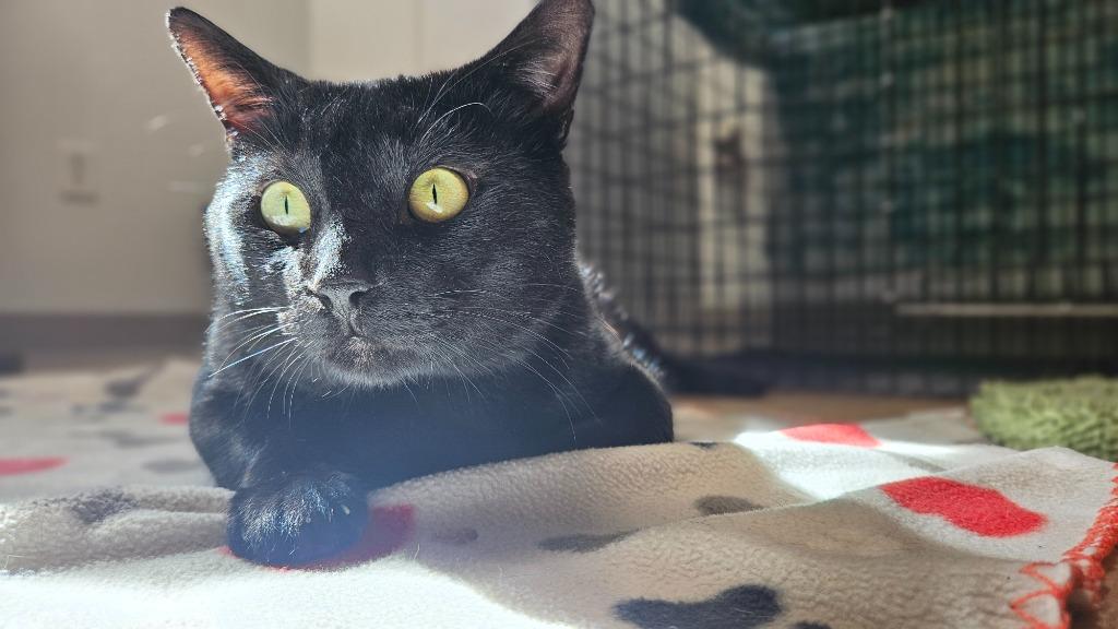 Enlarge Meowmington, a Adoptable mixed breed in Corpus Christi, TX image 3/4