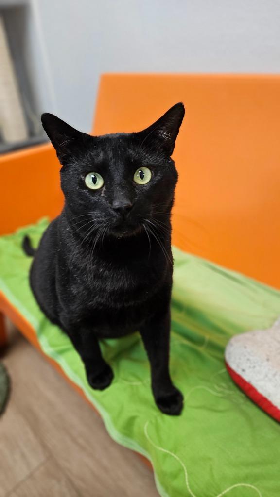 Enlarge Meowmington, a Adoptable mixed breed in Corpus Christi, TX image 4/4