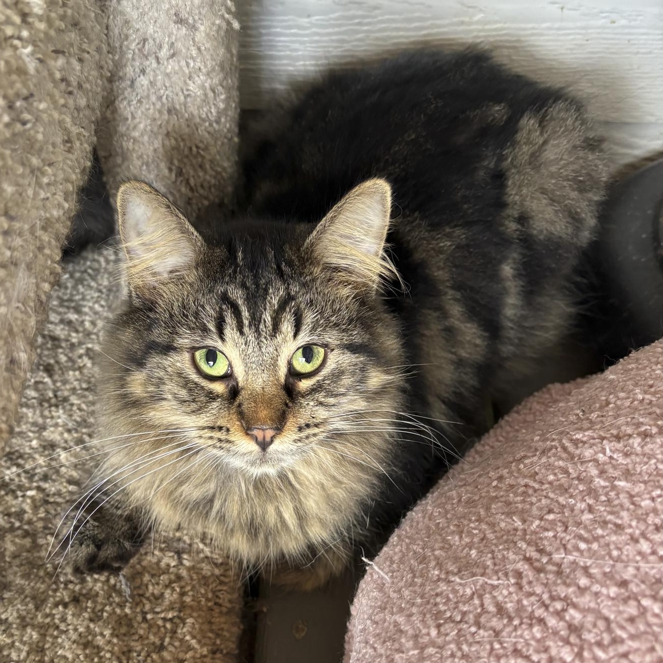 Fozzie, Adoptable, Young Male Domestic Long Hair.