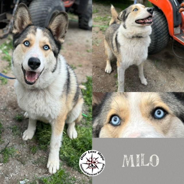 Milo, Adoptable, Adult Male Husky.