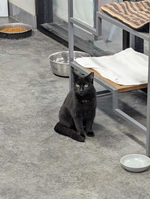 BUCEE, Adoptable, Young Female Domestic Short Hair.