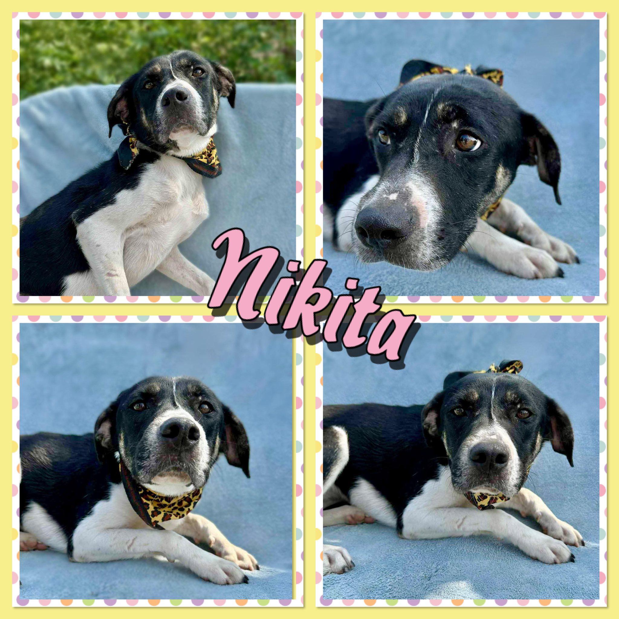 Enlarge Nikita, a Adoptable mixed breed in Seagoville, TX image 1/1