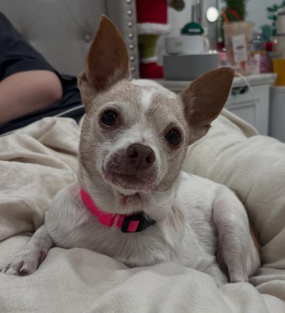 Violet, adopted, Senior Female Chihuahua.