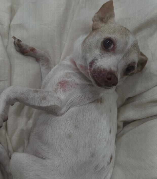 Enlarge Violet, an adopted Chihuahua in TEMECULA, CA image 2/6