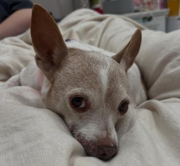 Enlarge Violet, an adopted Chihuahua in TEMECULA, CA image 3/6