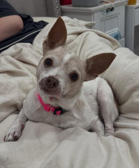 Enlarge Violet, an adopted Chihuahua in TEMECULA, CA image 4/6