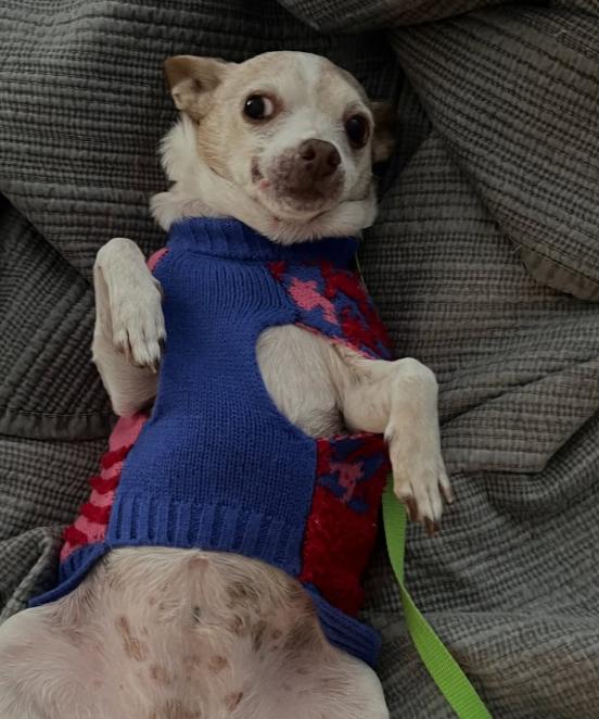 Enlarge Violet, an adopted Chihuahua in TEMECULA, CA image 6/6