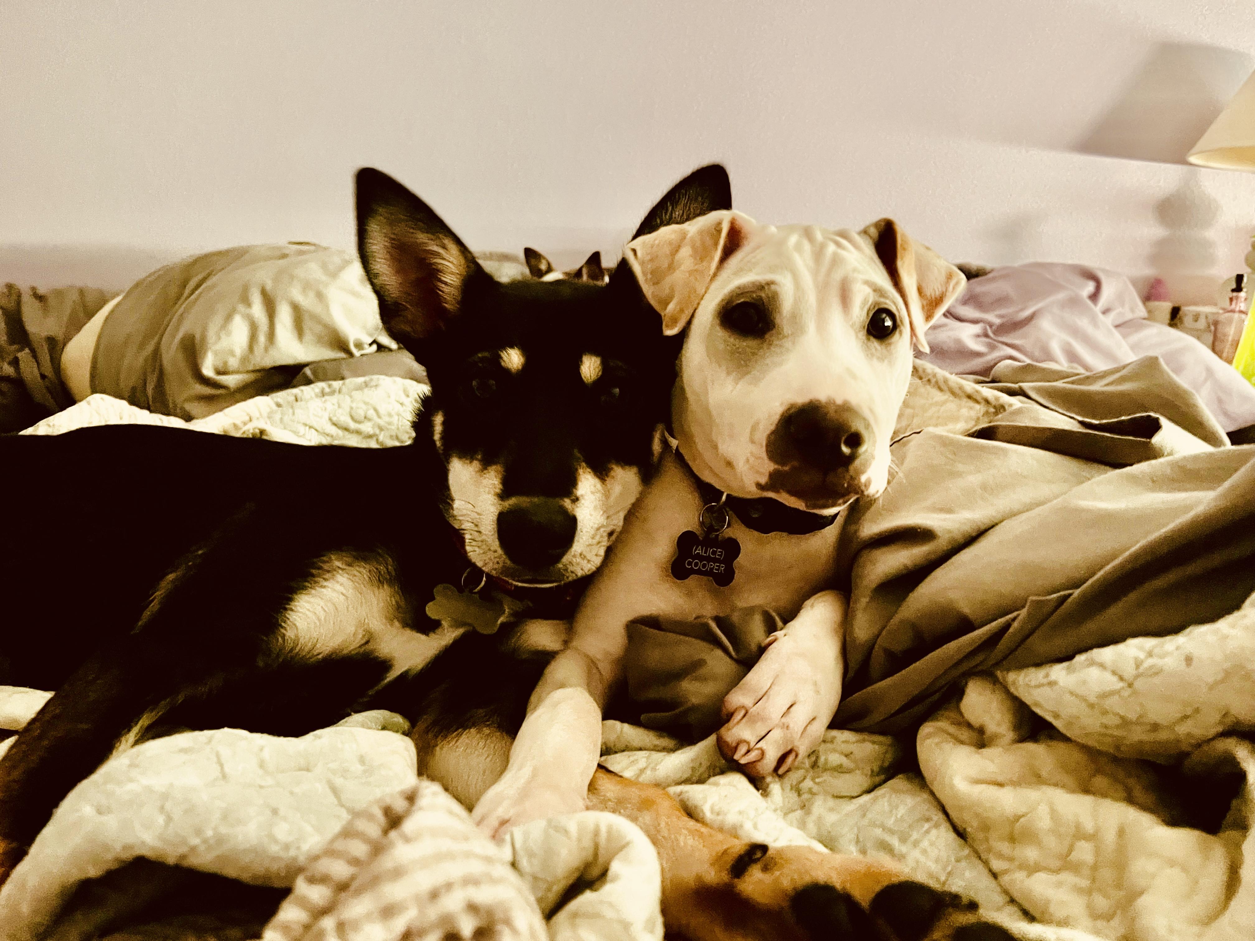 Nicky (SEA), Adoptable, Young Female Australian Kelpie & Mixed Breed.