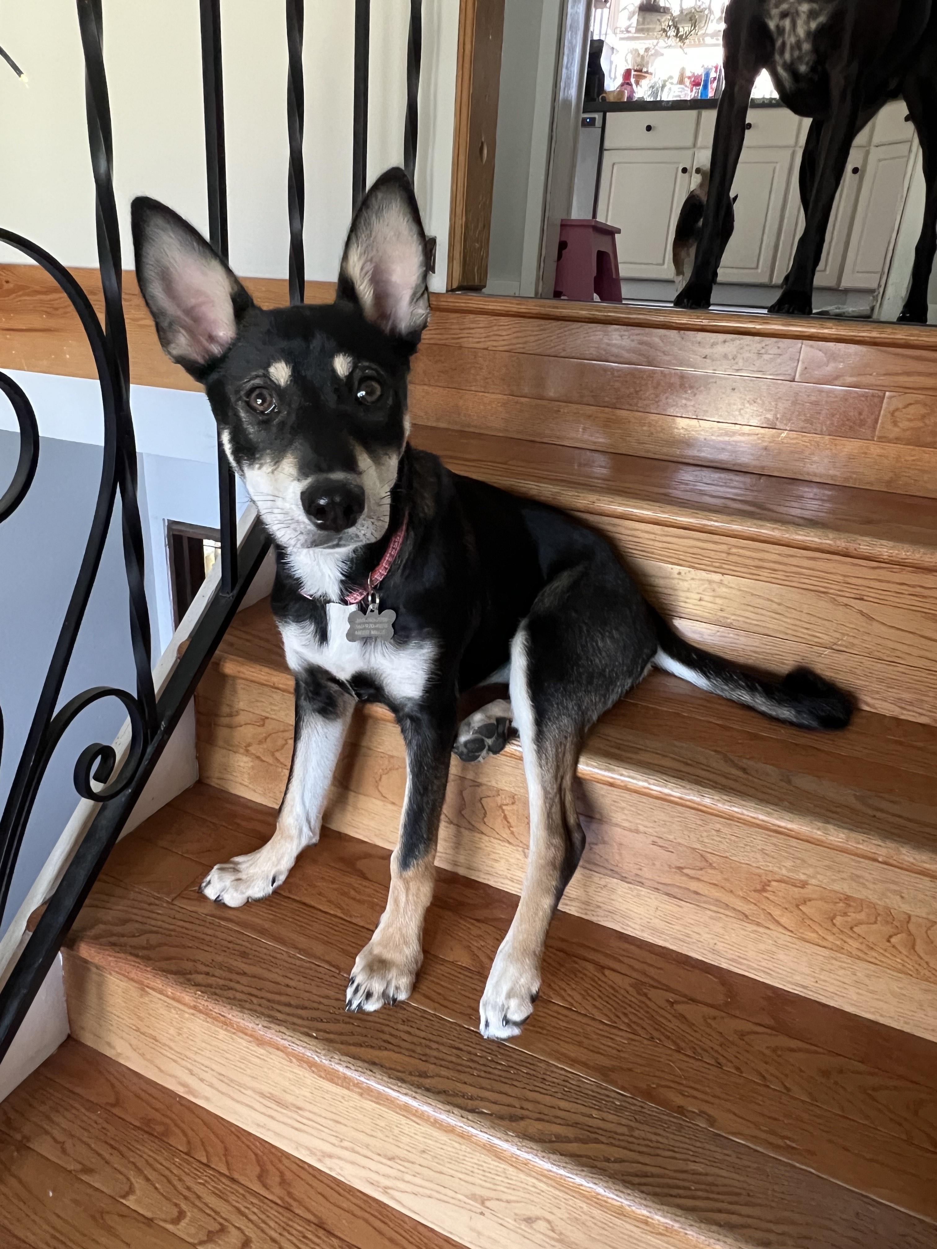 Enlarge Nicky (SEA), a Adoptable mixed breed in Puyallup, WA image 2/2