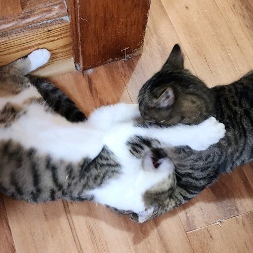 Enlarge Sierra & Polyanna, a Adoptable Domestic Short Hair in Landenberg, PA image 1/6