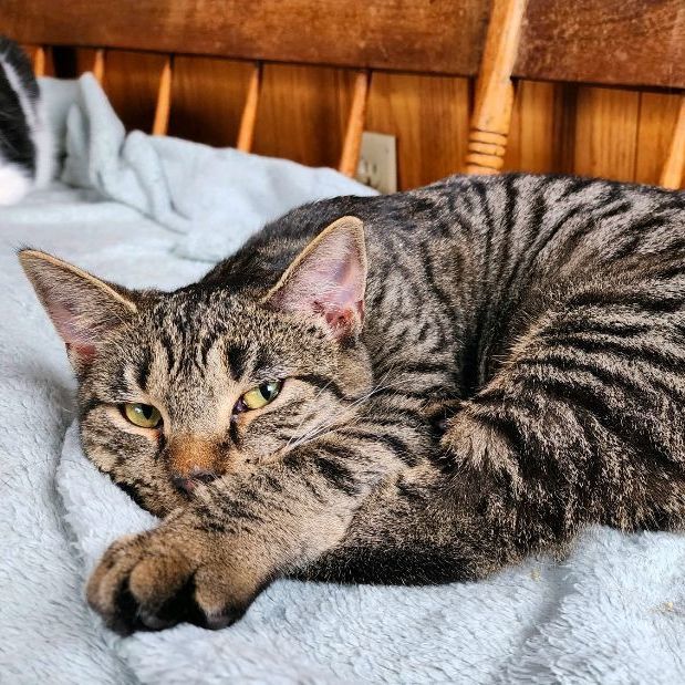 Enlarge Sierra & Polyanna, a Adoptable Domestic Short Hair in Landenberg, PA image 3/6