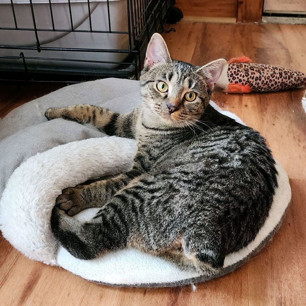 Enlarge Sierra & Polyanna, a Adoptable Domestic Short Hair in Landenberg, PA image 4/6