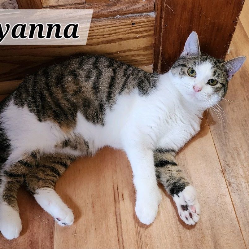 Enlarge Sierra & Polyanna, a Adoptable Domestic Short Hair in Landenberg, PA image 5/6