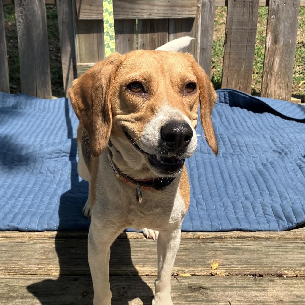 Chugga Chugga RuRu, Adoptable, Adult Female Beagle.
