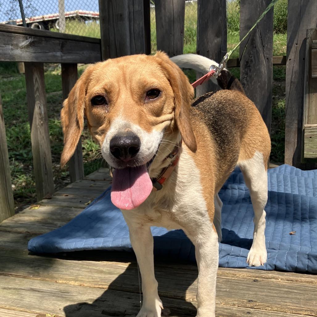 Chugga Chugga RuRu, a Adoptable Beagle in Pulaski, TN image 3/6