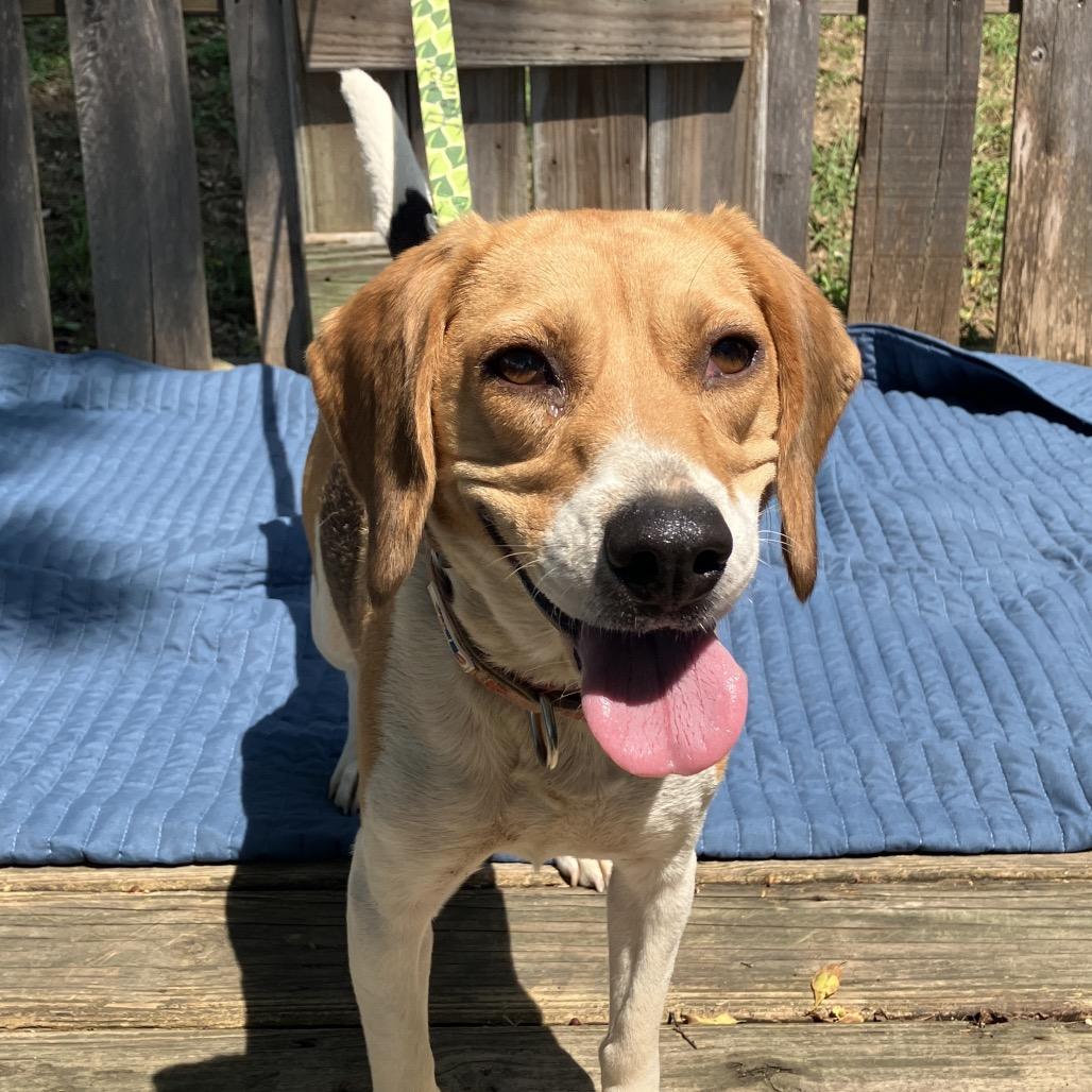 Chugga Chugga RuRu, a Adoptable Beagle in Pulaski, TN image 6/6