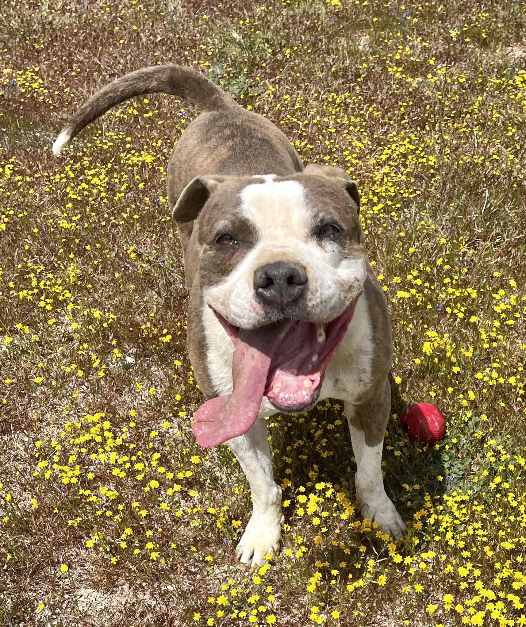 Dorothy, an adoptable Pit Bull Terrier in Carlton, MN, 55718 | Photo Image 1