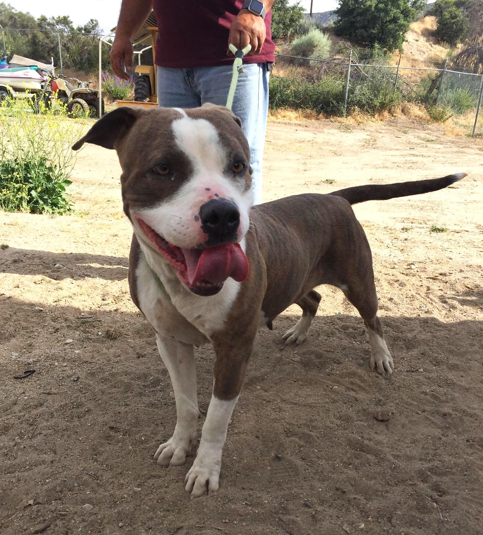 Dorothy, an adoptable Pit Bull Terrier in Carlton, MN, 55718 | Photo Image 4