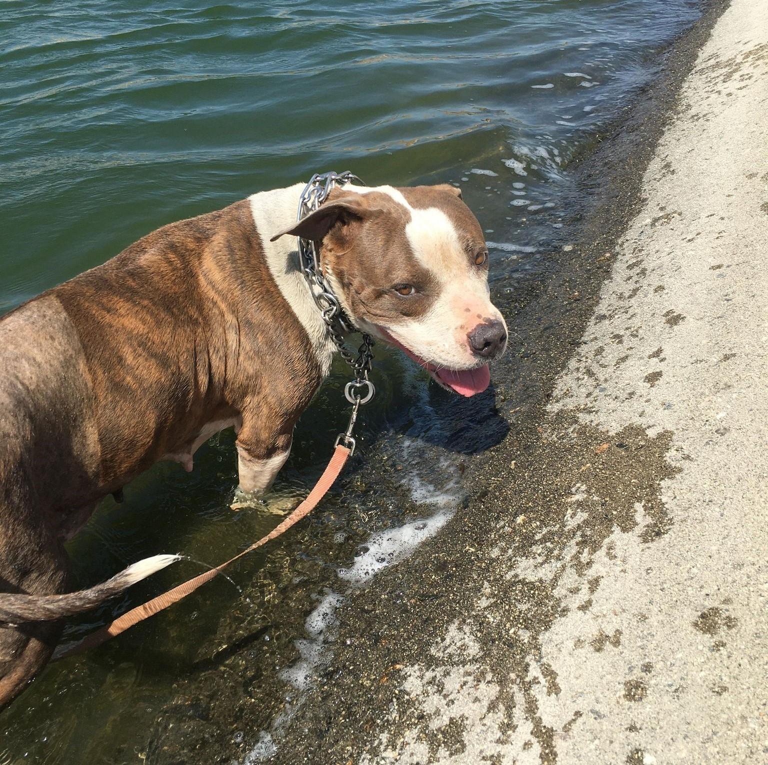 Dorothy, an adoptable Pit Bull Terrier in Carlton, MN, 55718 | Photo Image 6