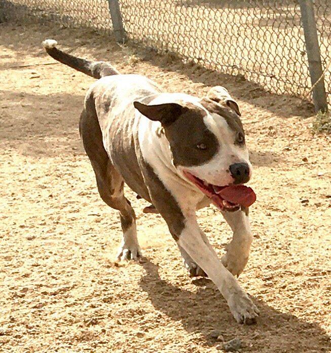 Dorothy, an adoptable Pit Bull Terrier in Carlton, MN, 55718 | Photo Image 3