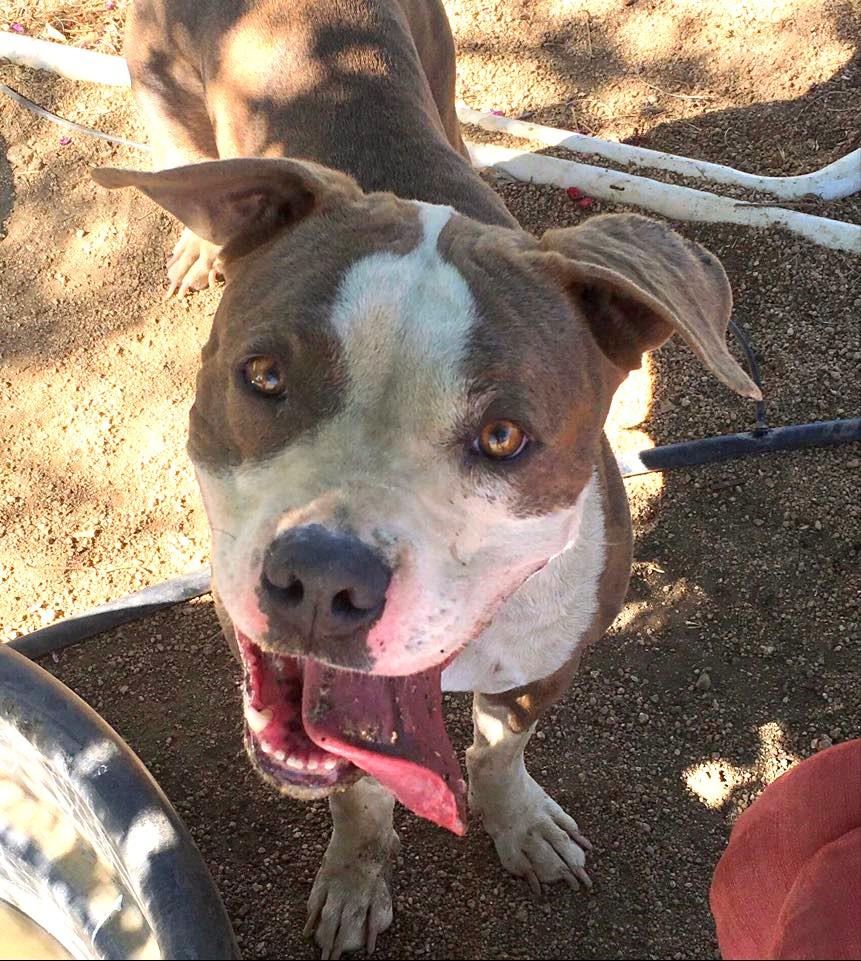Dorothy, an adoptable Pit Bull Terrier in Carlton, MN, 55718 | Photo Image 5