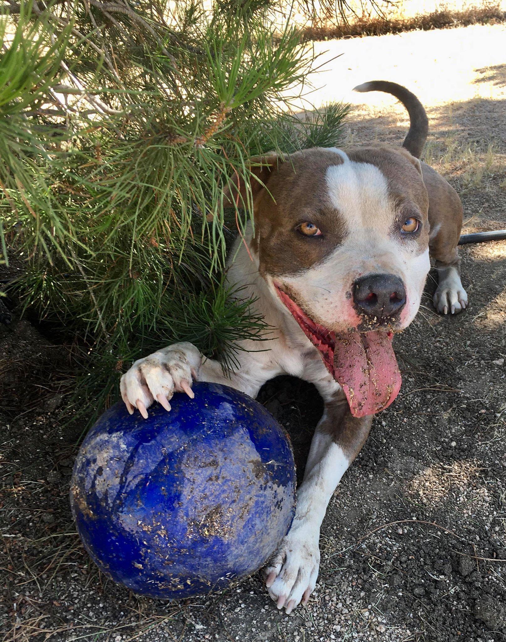 Dorothy, an adoptable Pit Bull Terrier in Carlton, MN, 55718 | Photo Image 2