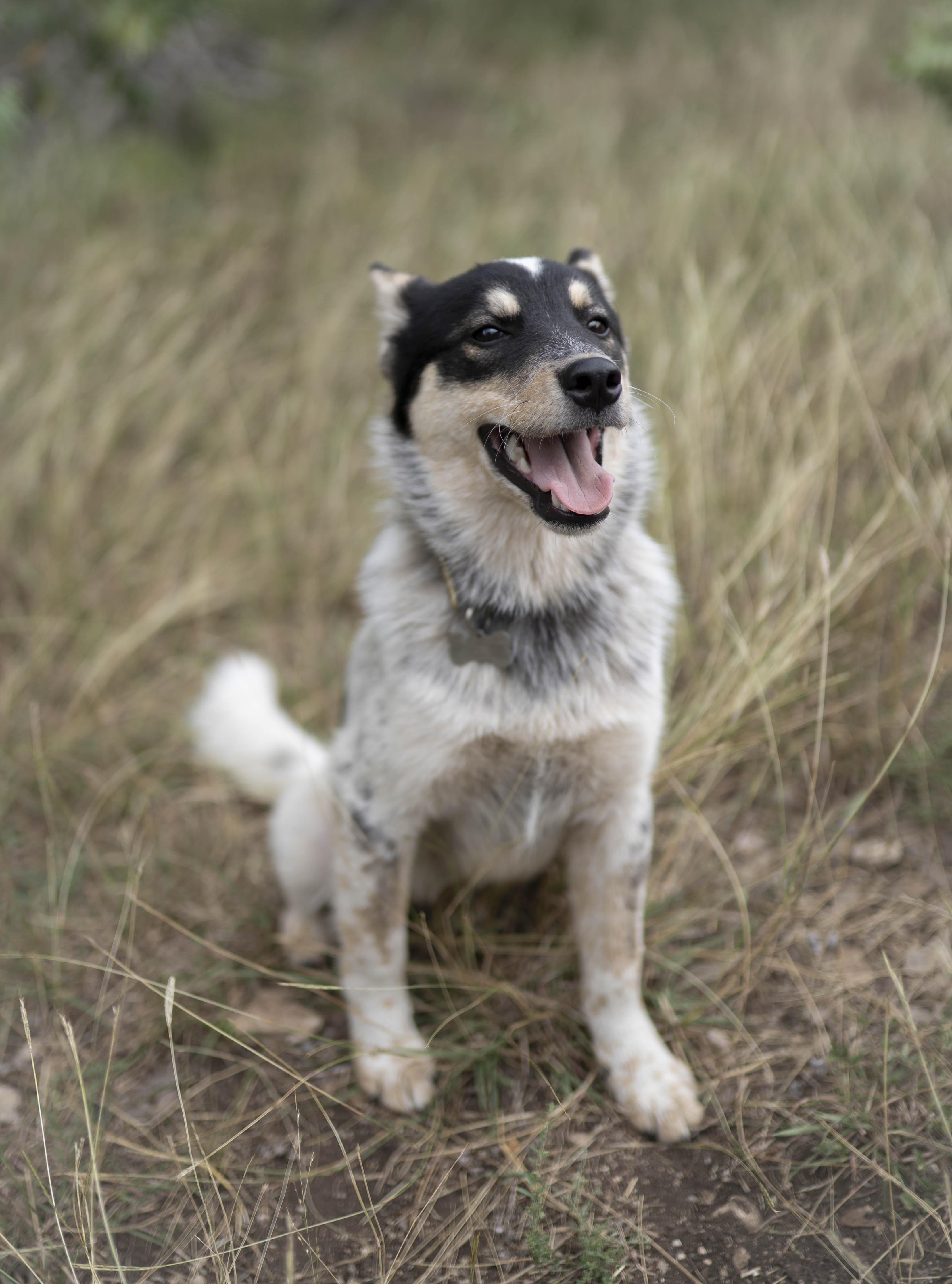 Enlarge Anzu, a Adopted mixed breed in Driftwood, TX image 1/6