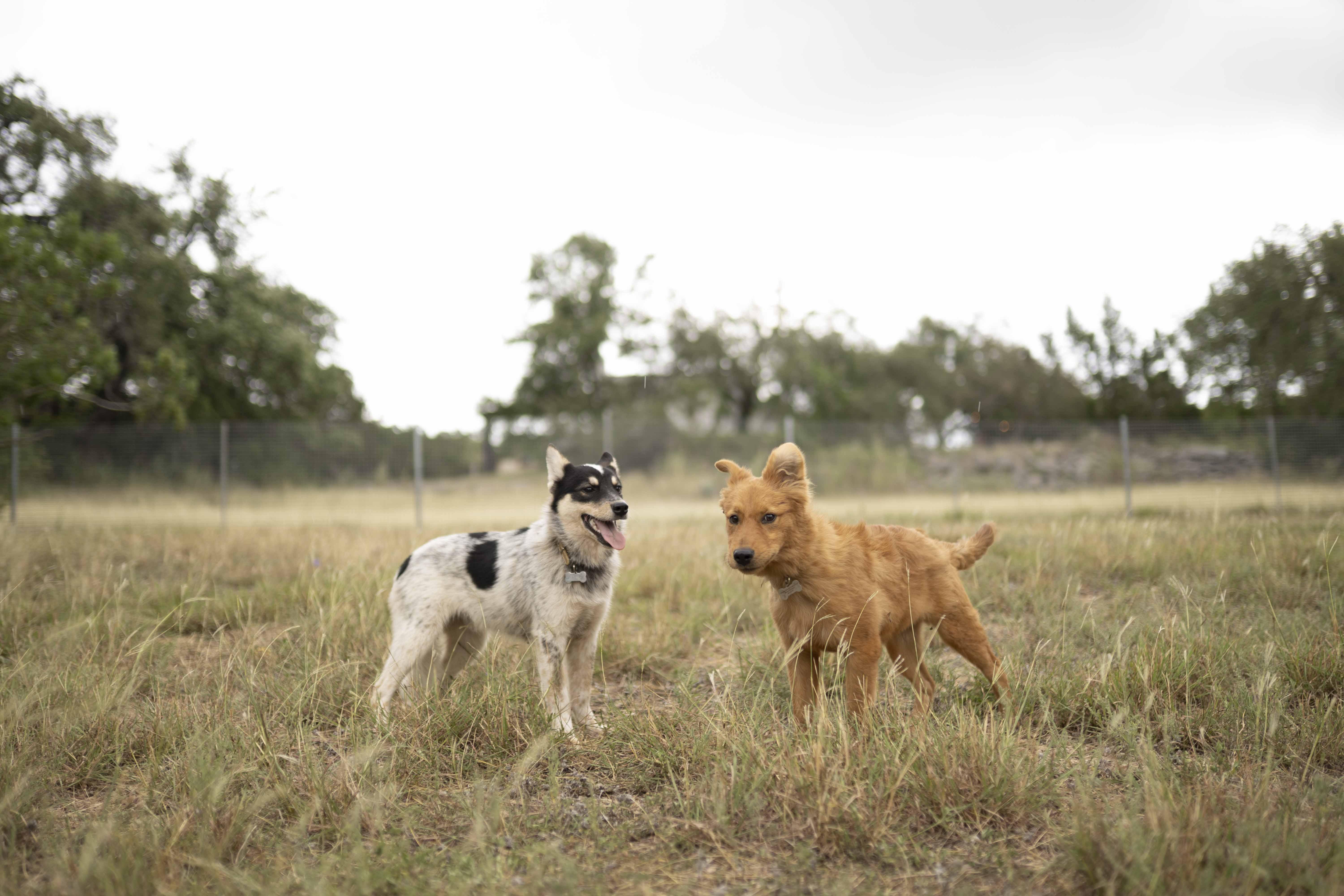 Enlarge Anzu, a Adopted mixed breed in Driftwood, TX image 2/6