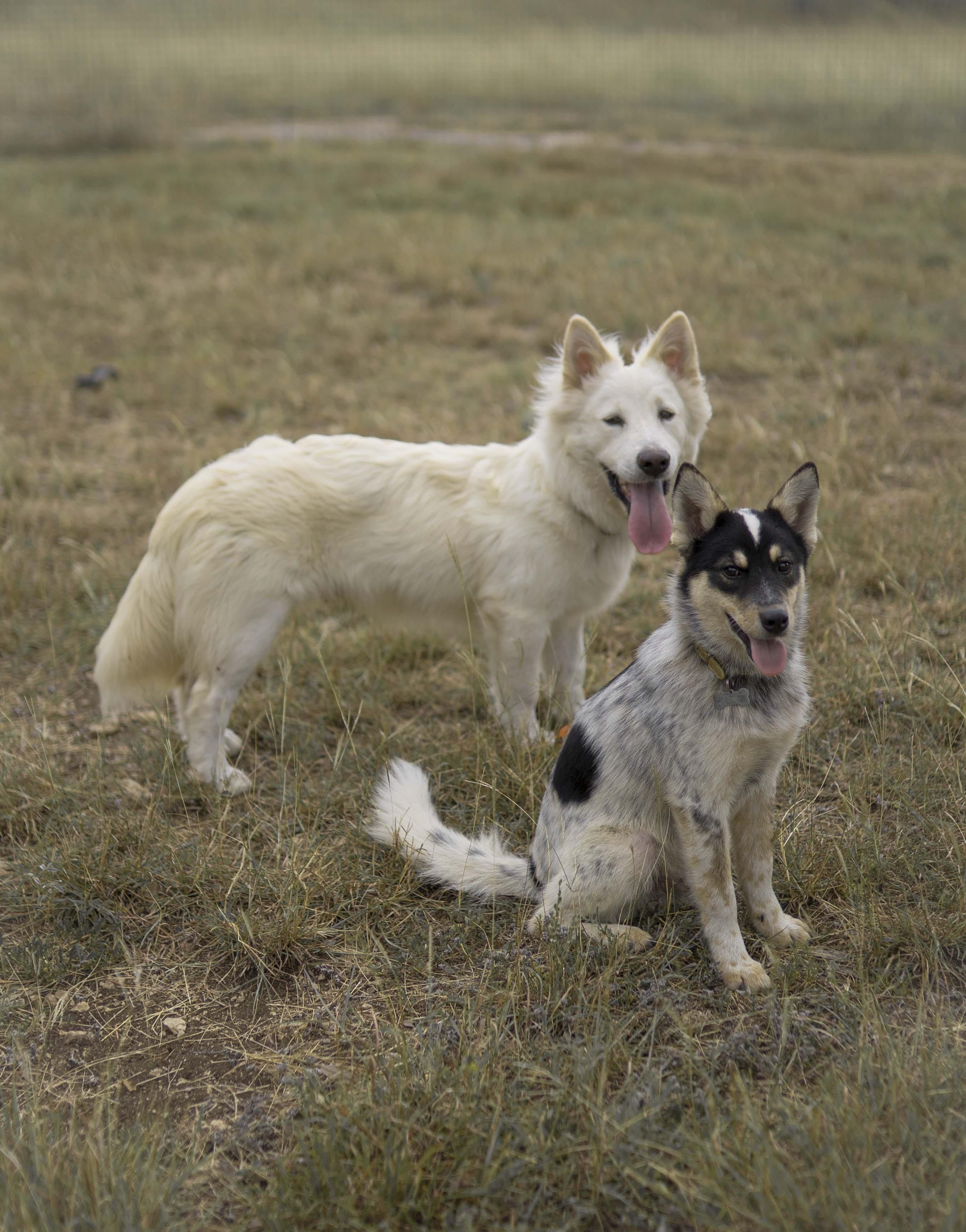 Enlarge Anzu, a Adopted mixed breed in Driftwood, TX image 3/6