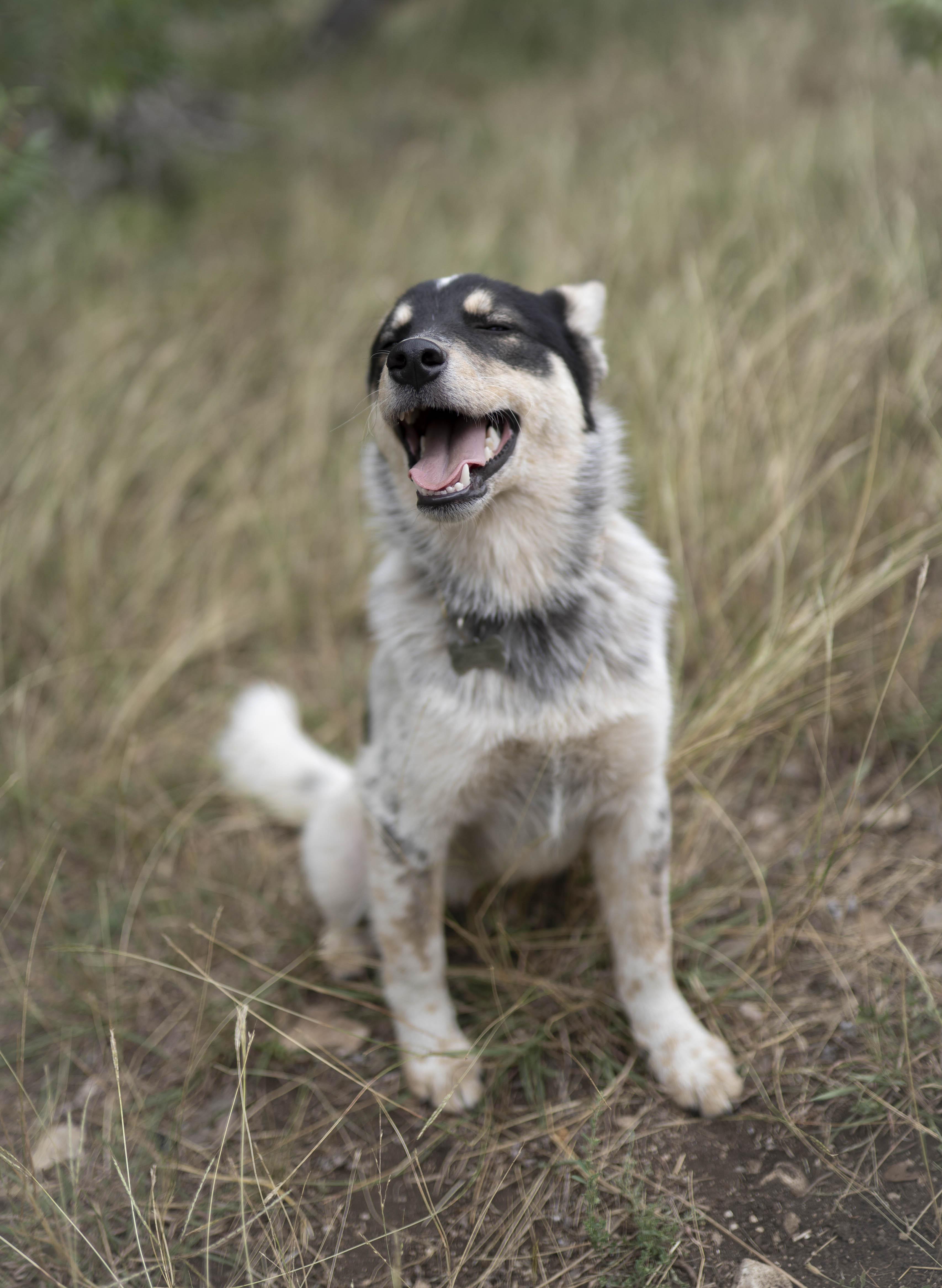 Enlarge Anzu, a Adopted mixed breed in Driftwood, TX image 4/6