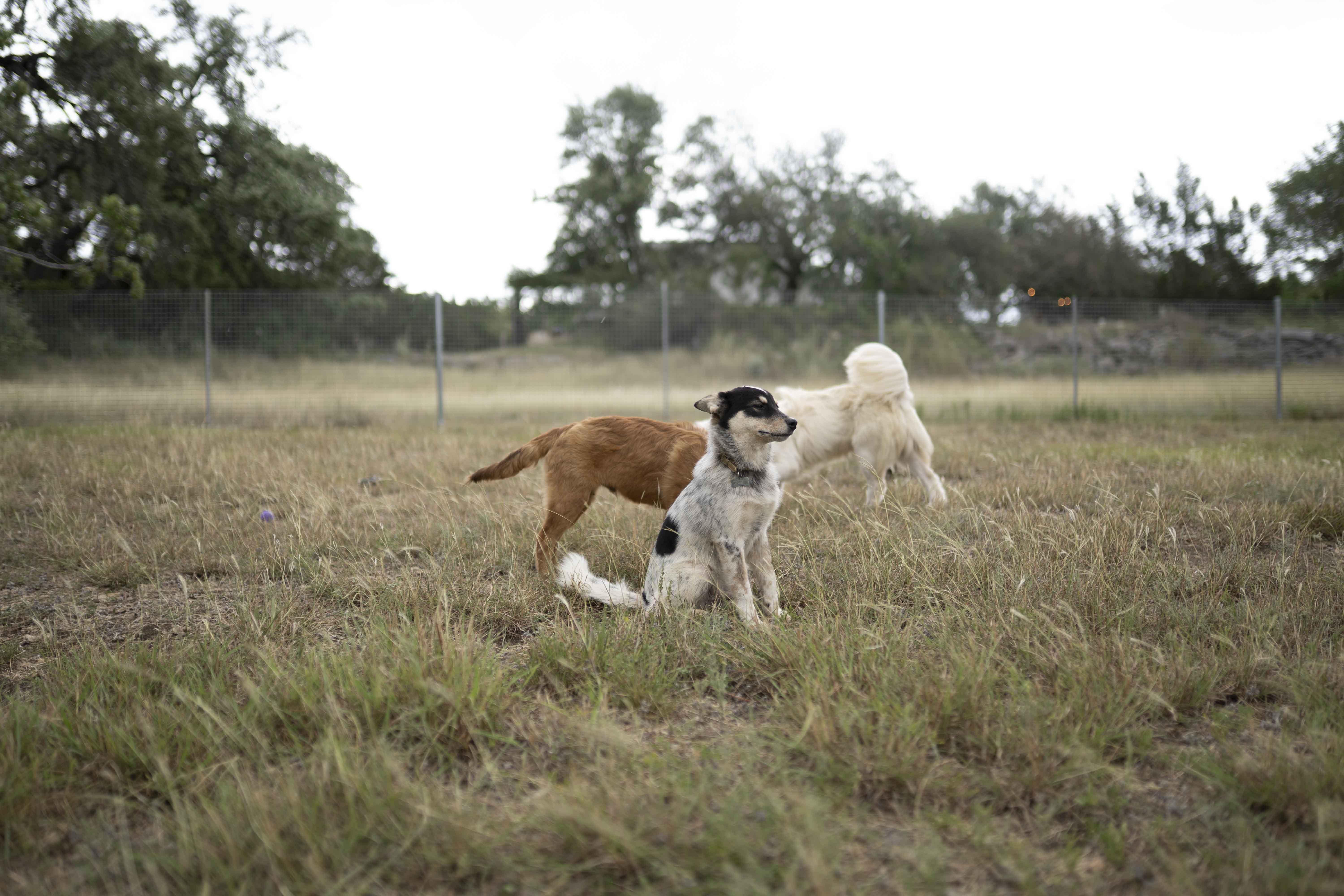 Enlarge Anzu, a Adopted mixed breed in Driftwood, TX image 5/6