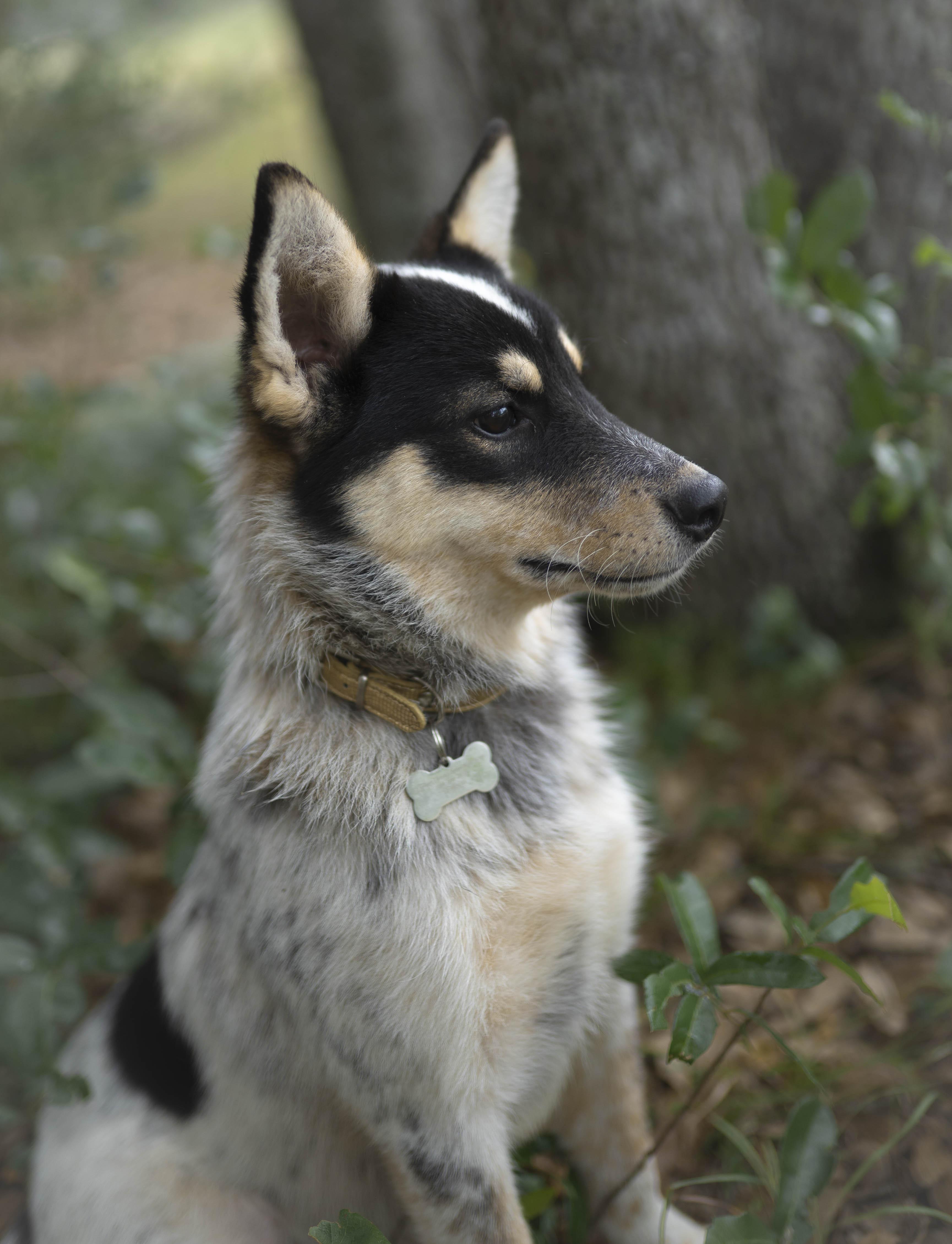 Enlarge Anzu, a Adopted mixed breed in Driftwood, TX image 6/6