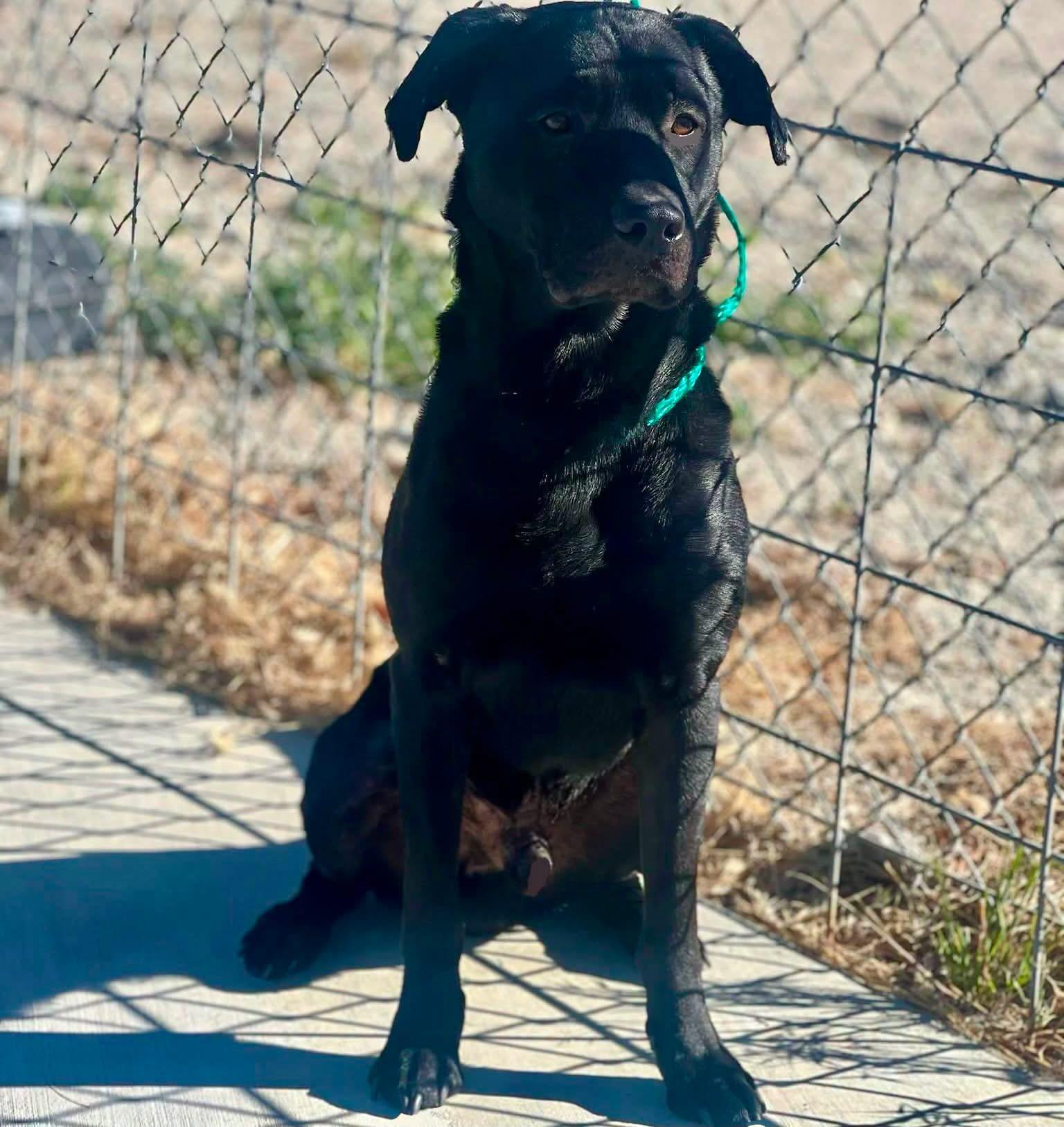Enlarge Enzo - 61289338, a ADOPTABLE mixed breed in Elko, NV image 1/1