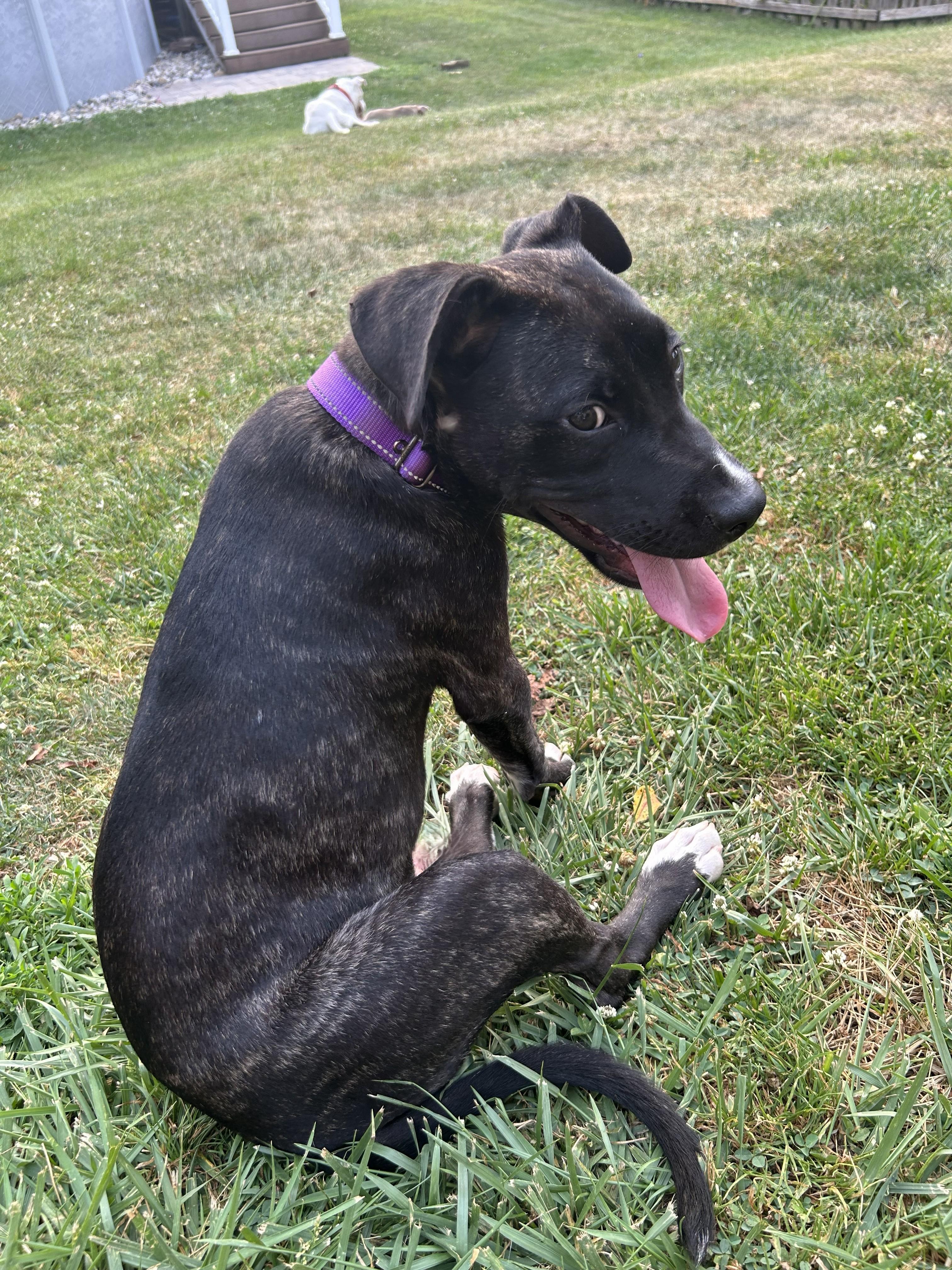 "Chuck" Norris, a Adoptable mixed breed in Troy, MI image 4/6