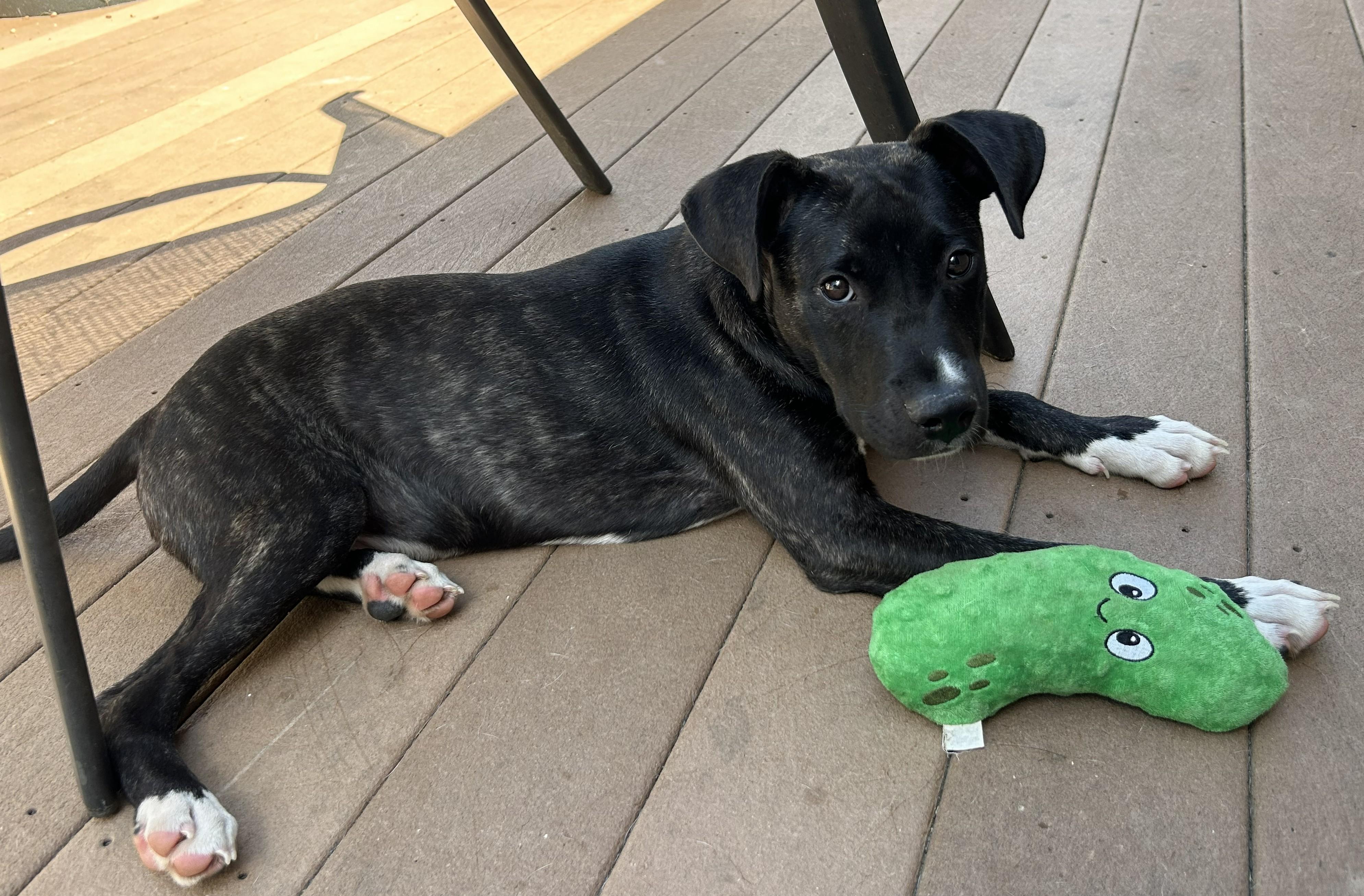 "Chuck" Norris, a Adoptable mixed breed in Troy, MI image 3/6