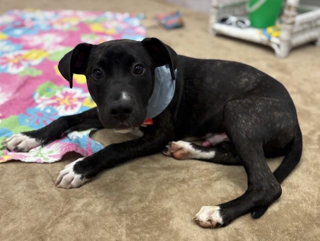 "Chuck" Norris, a Adoptable mixed breed in Troy, MI image 1/6