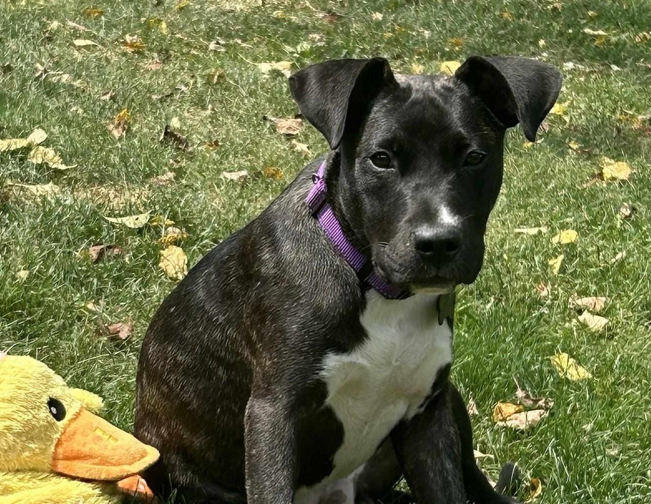 "Chuck" Norris, a Adoptable mixed breed in Troy, MI image 2/6