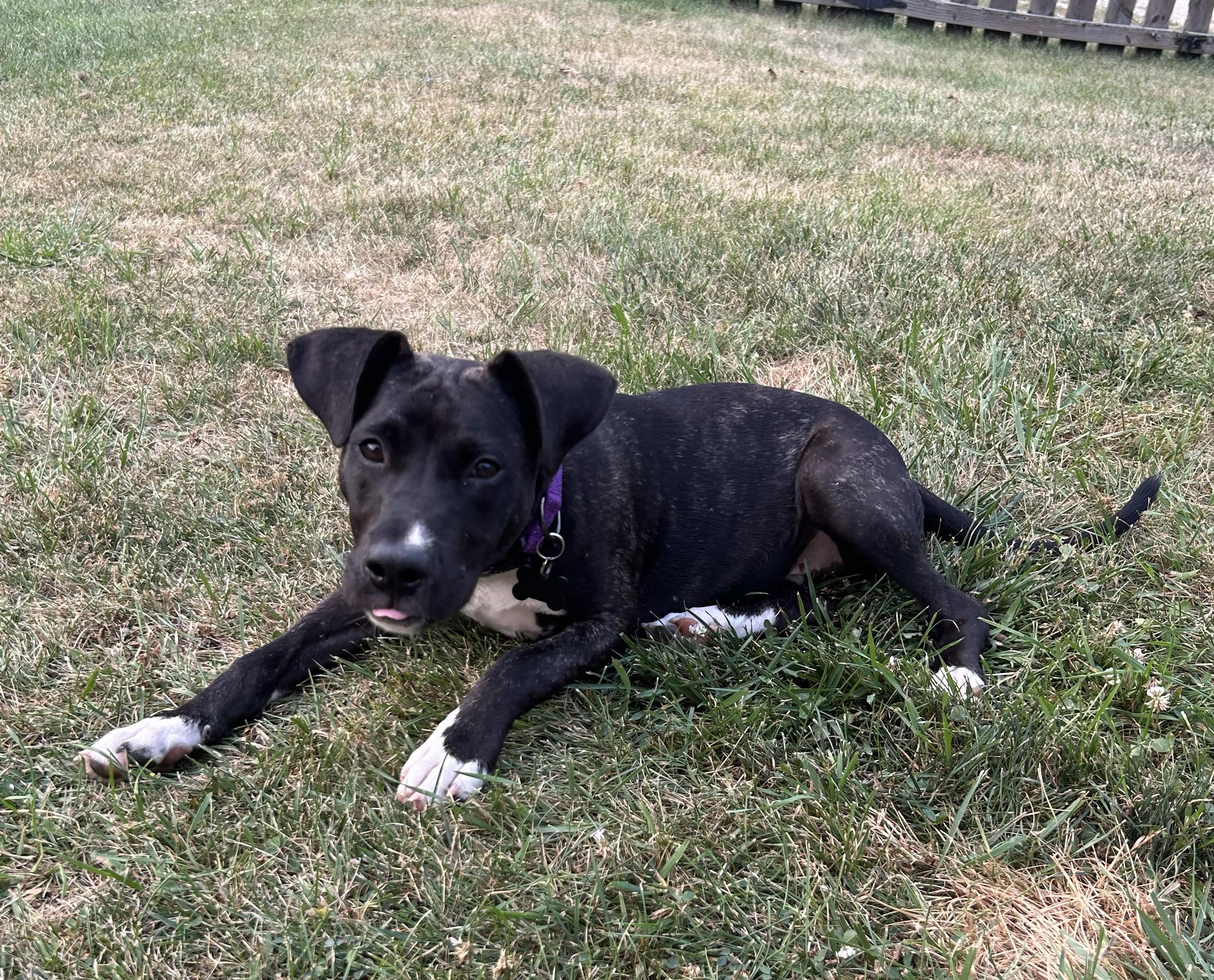 "Chuck" Norris, a Adoptable mixed breed in Troy, MI image 5/6