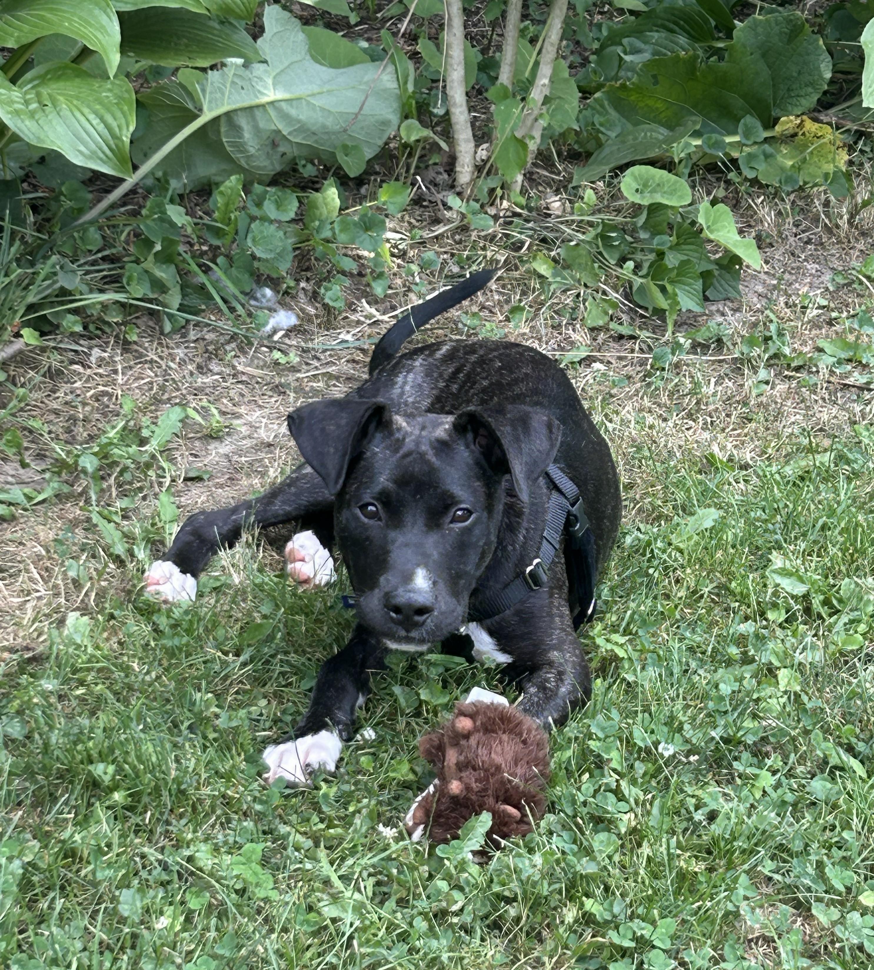 "Chuck" Norris, a Adoptable mixed breed in Troy, MI image 6/6