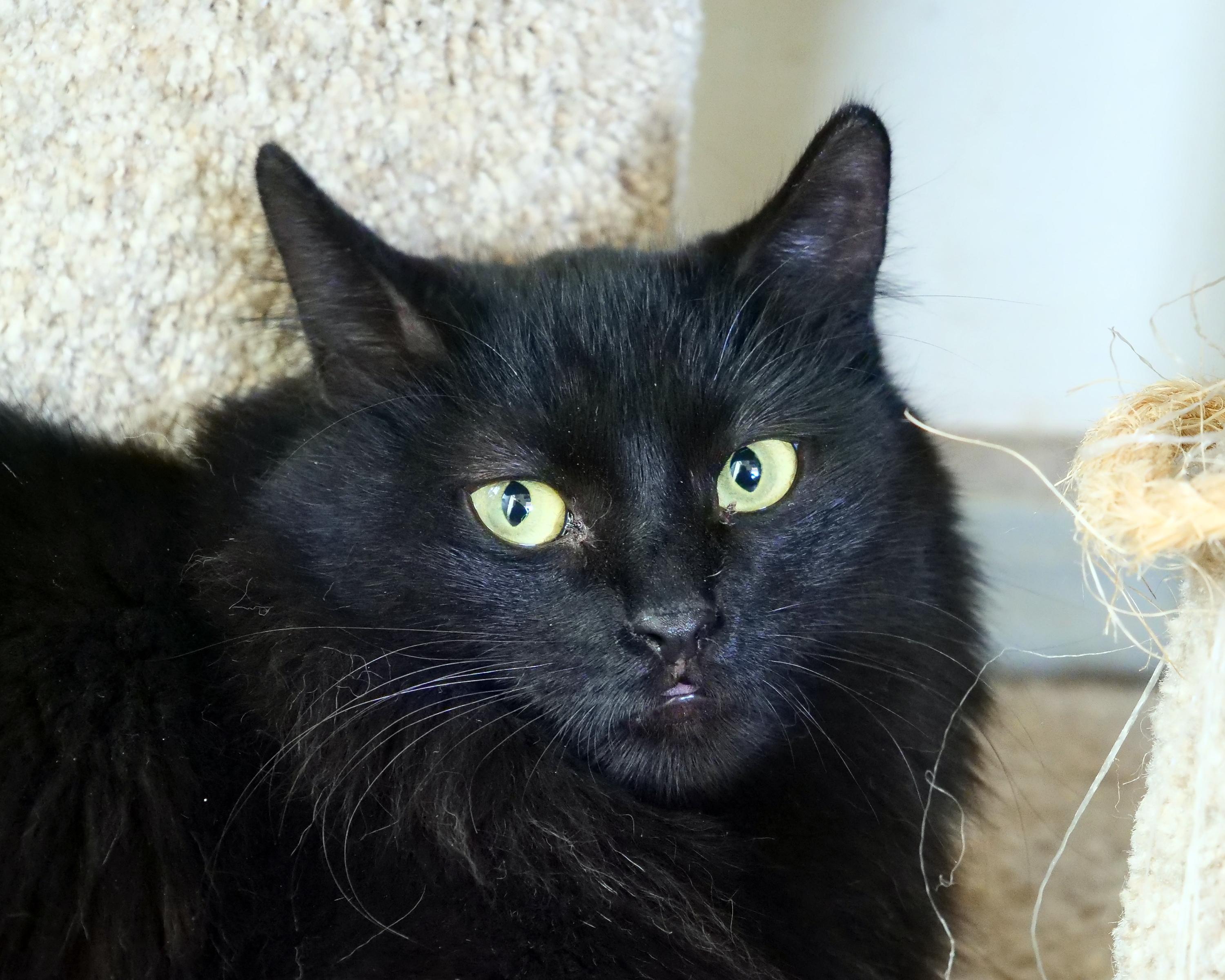Enlarge Mariah, a ADOPTABLE Domestic Medium Hair in Corrales, NM image 1/1