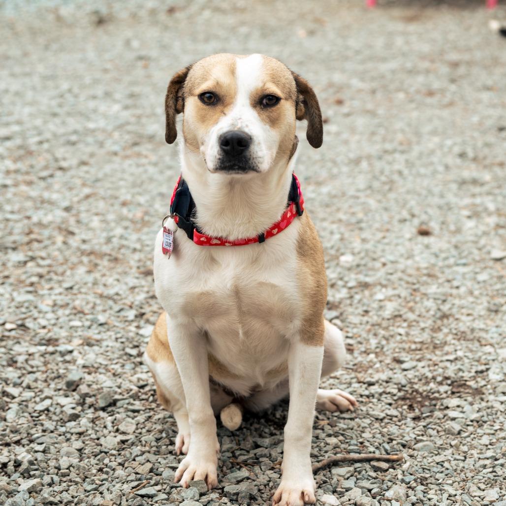 Enlarge Louise, a Adoptable Labrador Retriever in Wake Forest, NC image 2/6