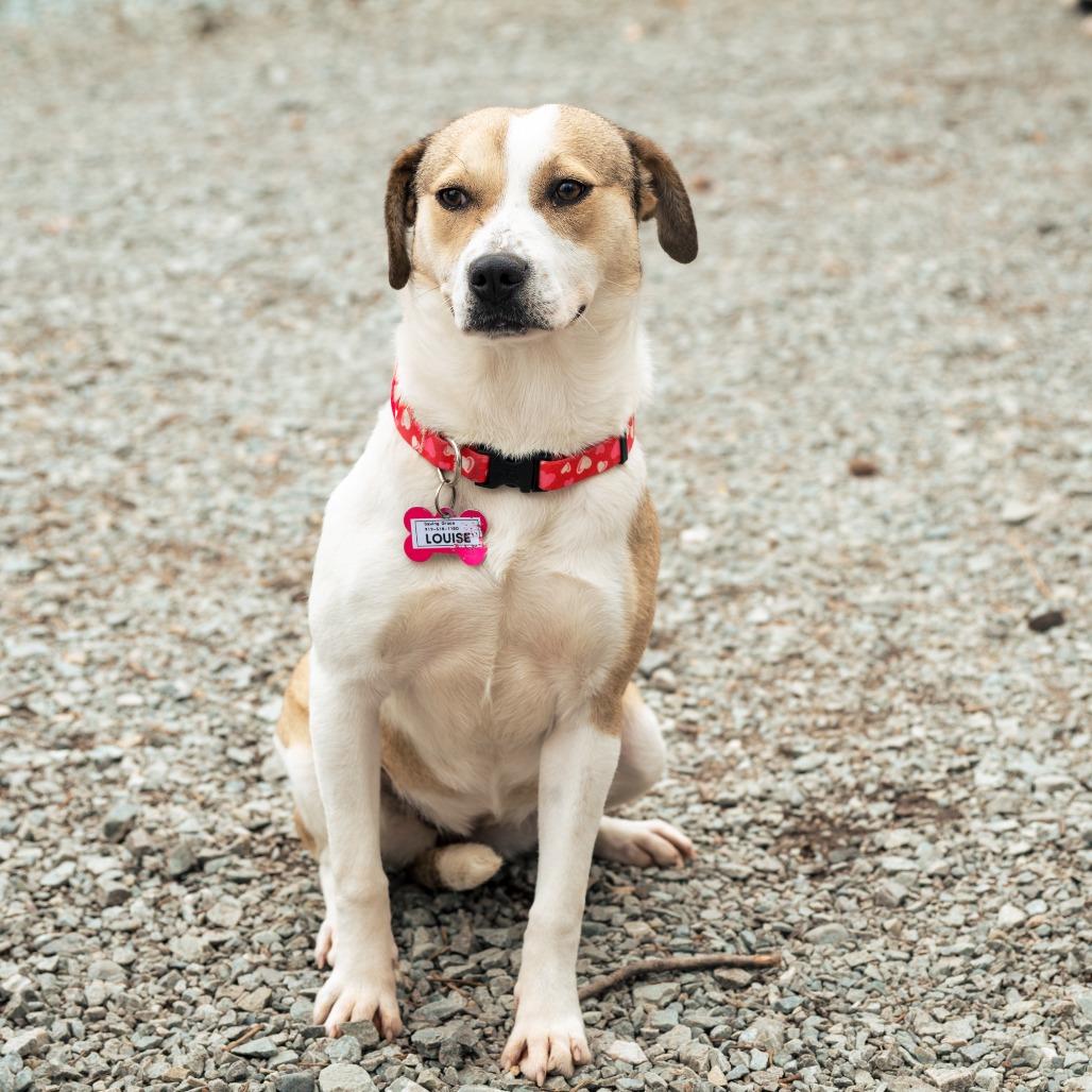 Enlarge Louise, a Adoptable Labrador Retriever in Wake Forest, NC image 3/6