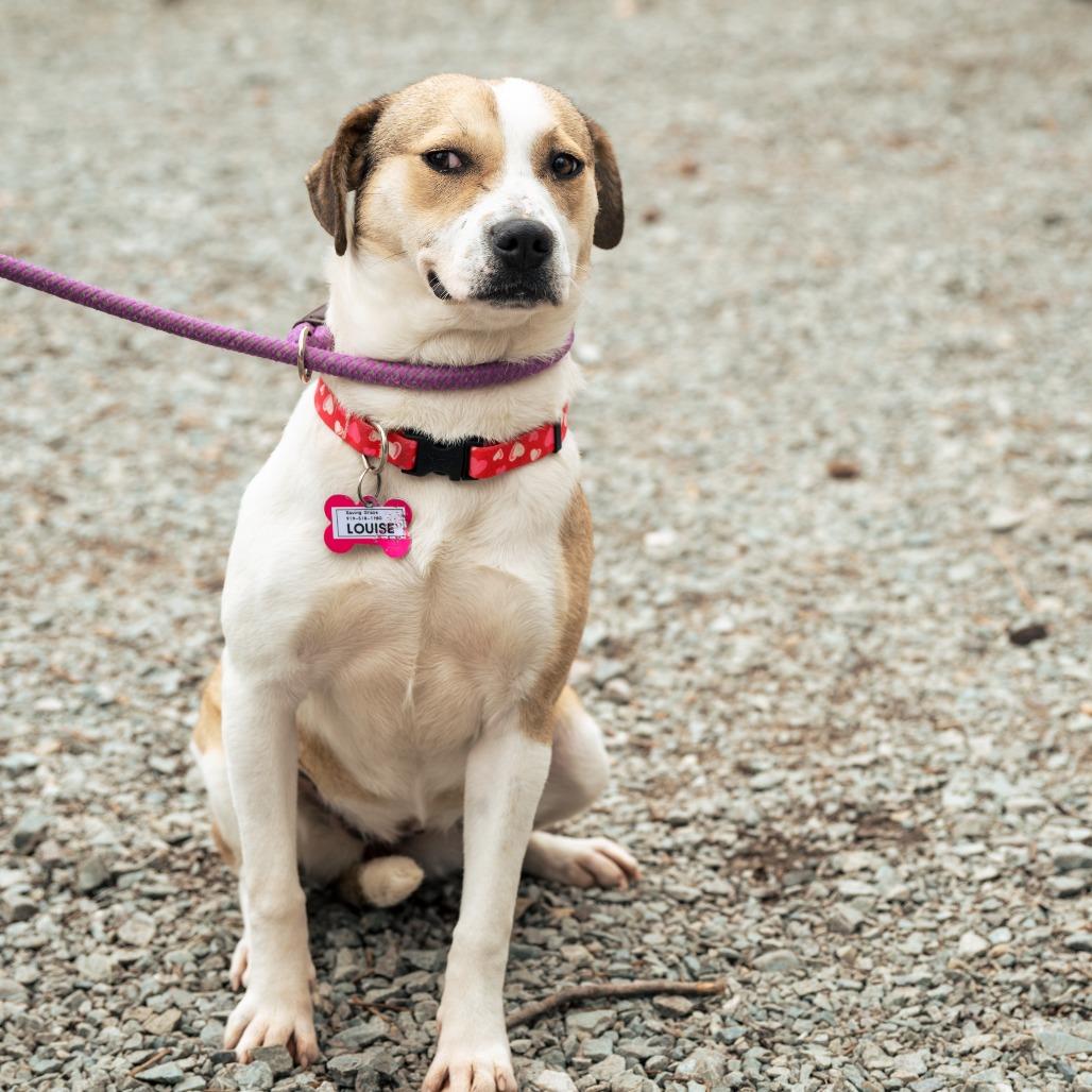 Enlarge Louise, a Adoptable Labrador Retriever in Wake Forest, NC image 4/6