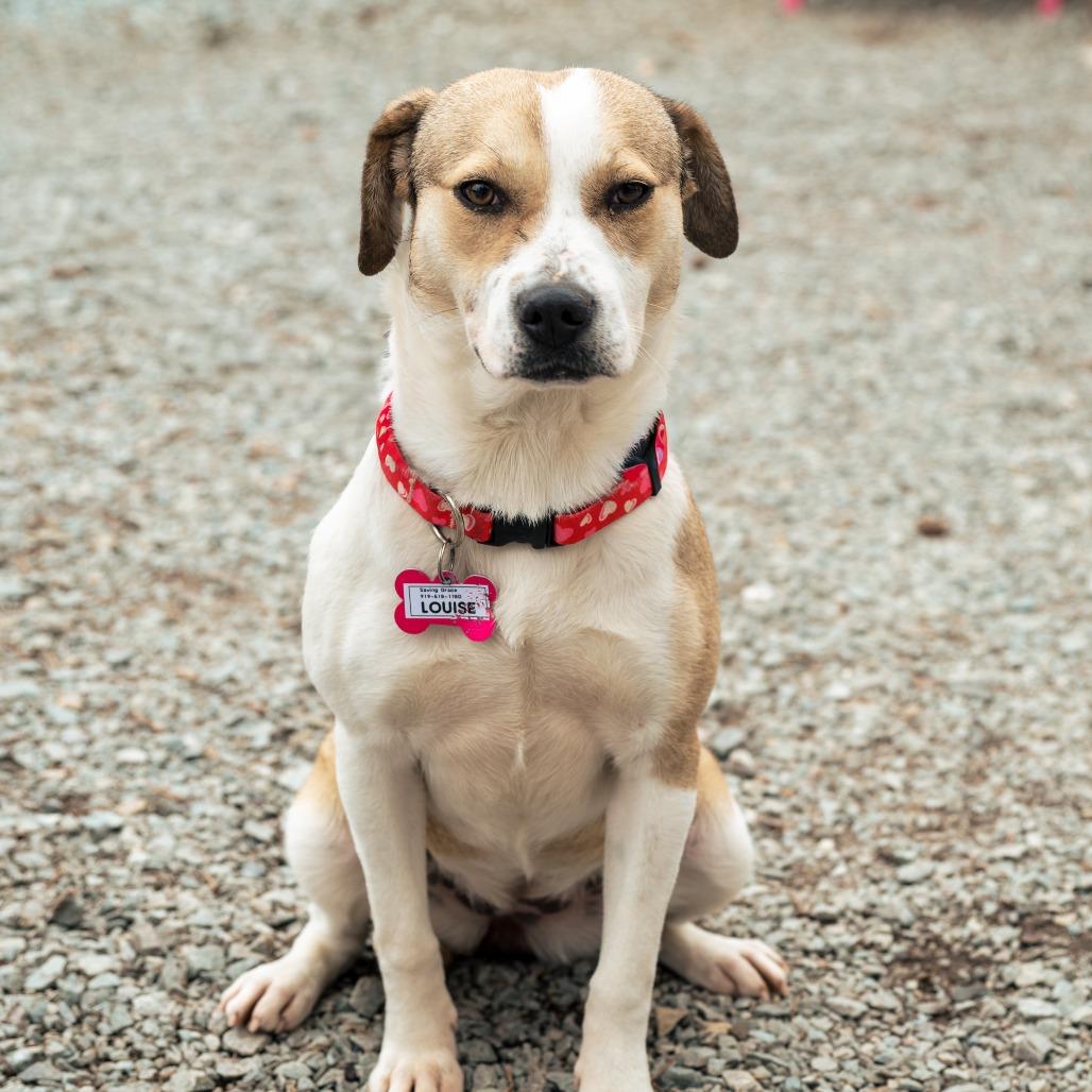 Enlarge Louise, a Adoptable Labrador Retriever in Wake Forest, NC image 5/6
