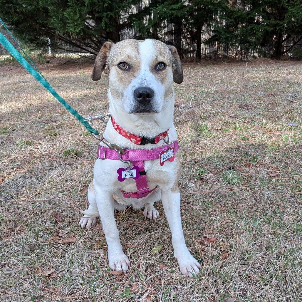 Enlarge Louise, a Adoptable Labrador Retriever in Wake Forest, NC image 6/6