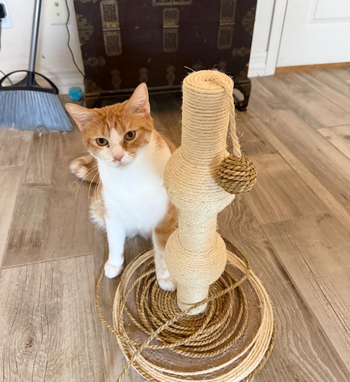 Clover Bee , adoptable, Adult Female Domestic Short Hair.