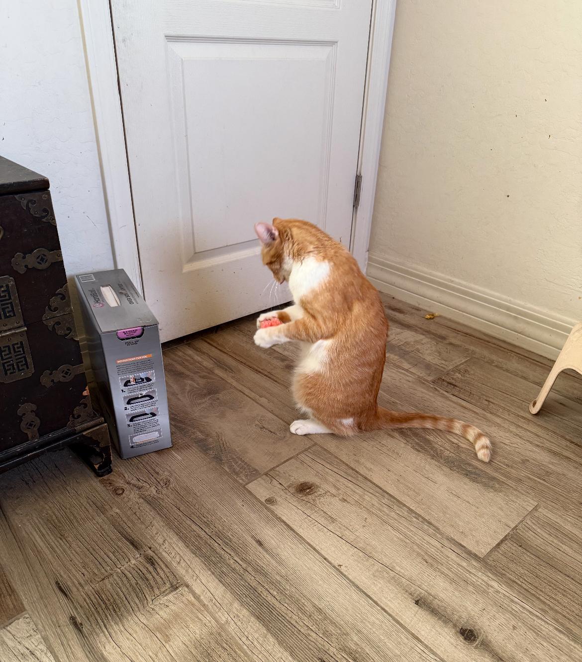 Enlarge Clover, a Adoptable Domestic Short Hair in Gilbert, AZ image 1/5